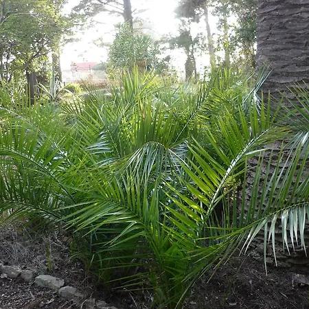 Muia Parabita